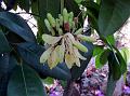 Niepa Bark Tree